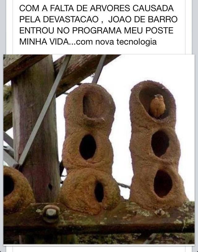 O PEDREIRO DA FLORESTA!!! AH!!!O AMOR