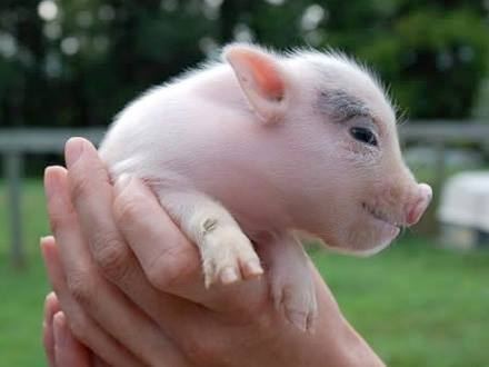 ESTAVA MESMO GORDINHO O PORQUINHO DO VINÍCIUS...AÍ ELE MATOU.ENCHEU A...