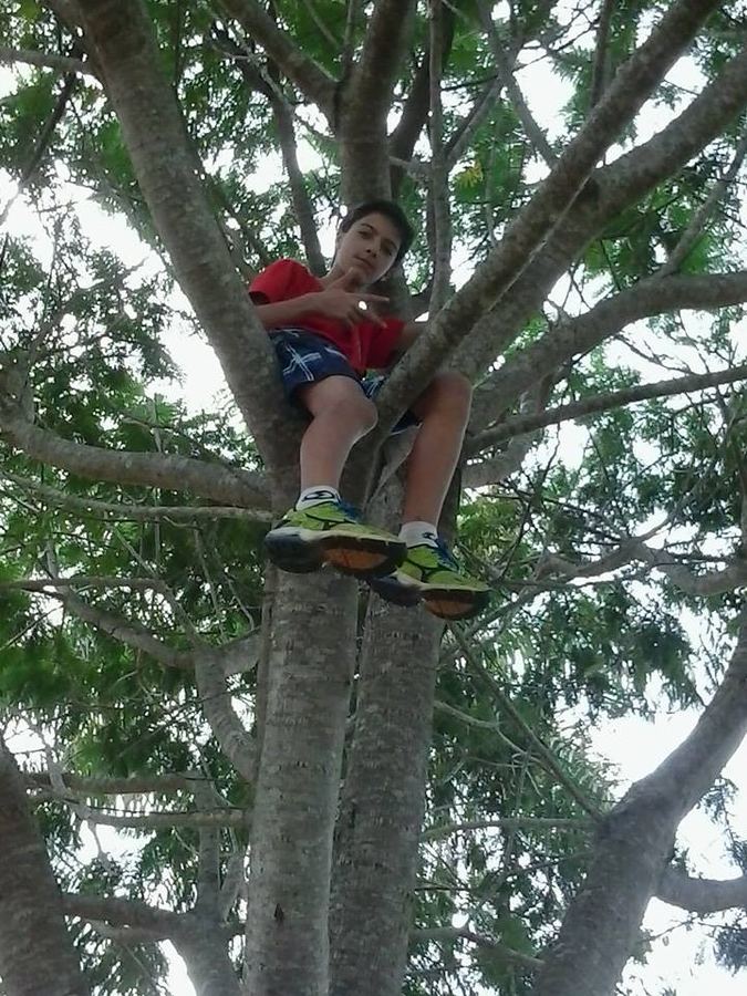 PRA VOCÊ SENTIR SAUDADES DAS ÁRVORES QUE SUBIA EM SUA INFÂNCIA.TAÍ O P...